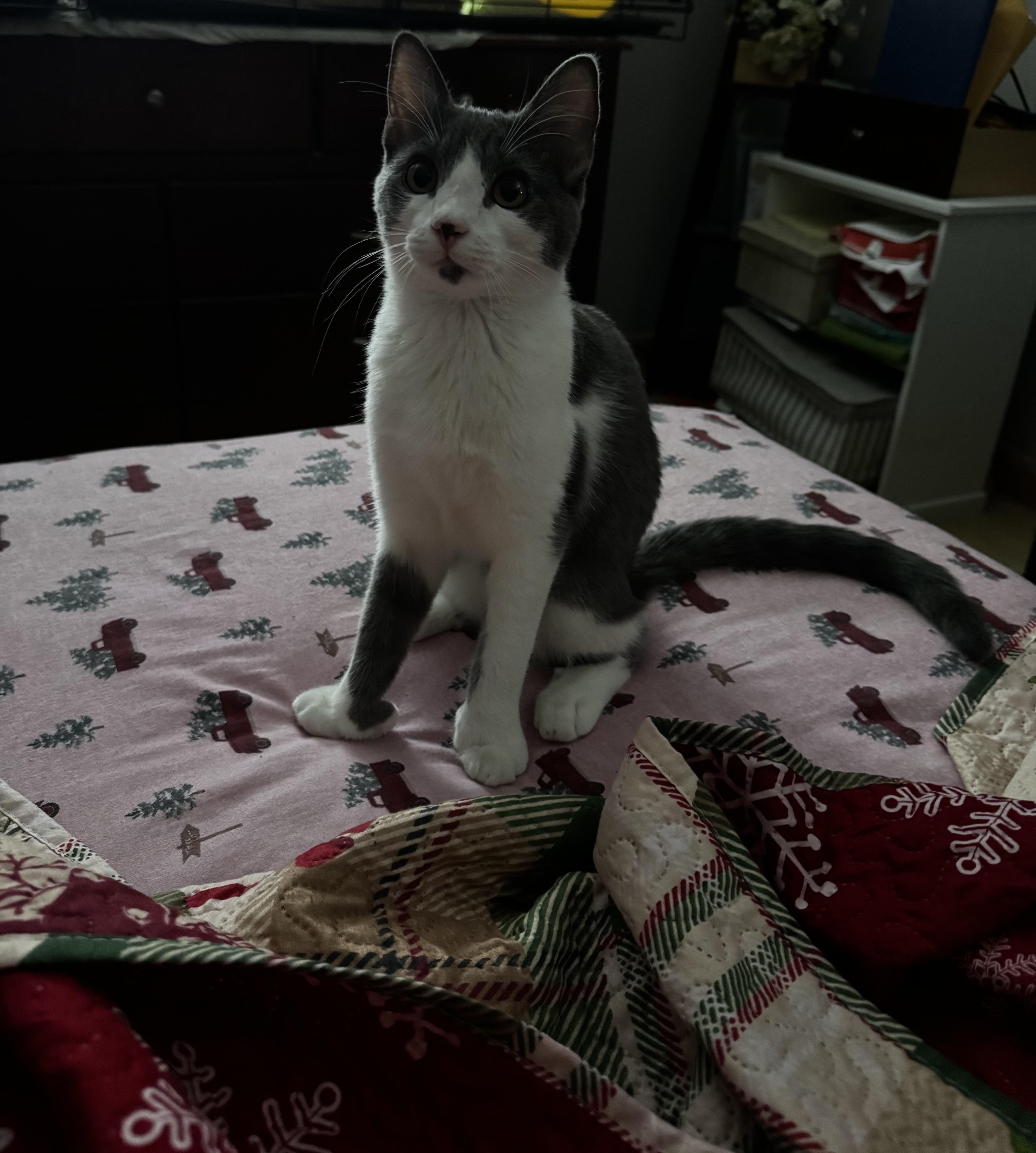 Lady Purabelle thumbnail 4