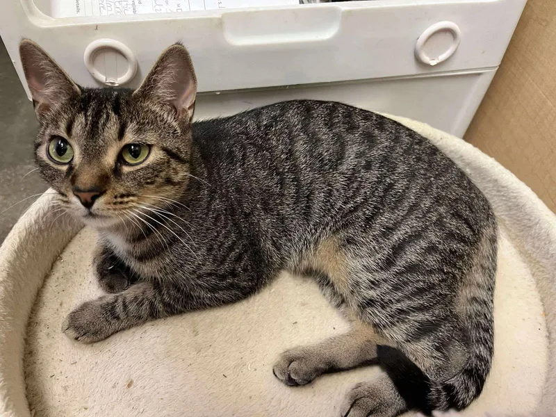 A young medium-sized female Domestic Short Hair cat named Lily for adoption in Camden, SC