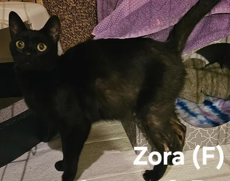 Zora