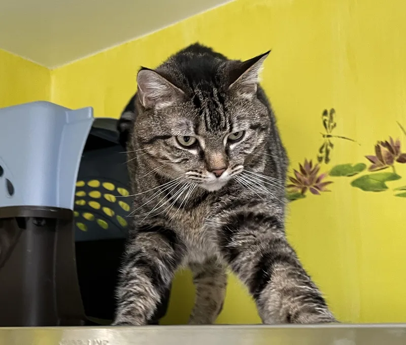 Tater Shewman thumbnail 2