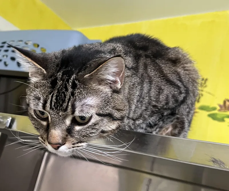 Tater Shewman thumbnail 3