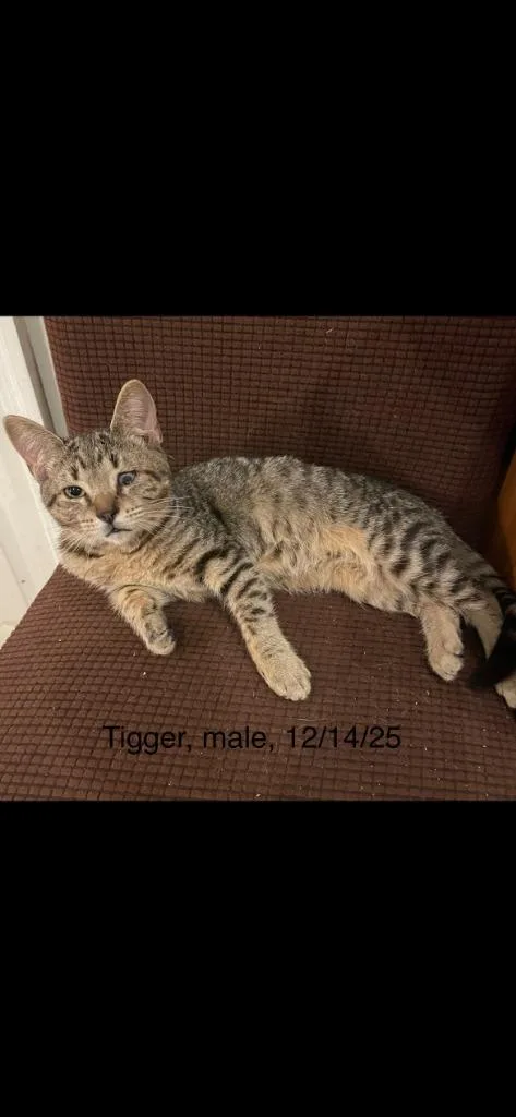Tigger thumbnail 2