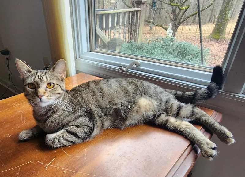 Eevee Young Female thumbnail 2