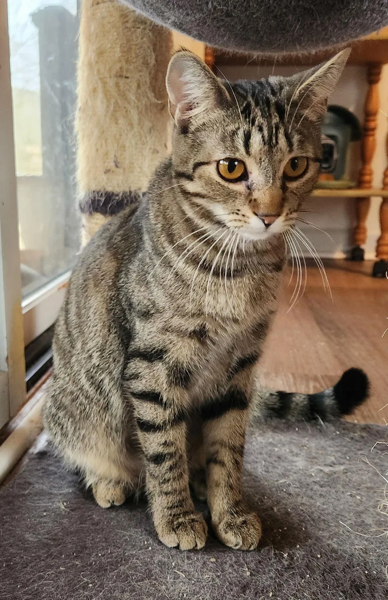 Eevee Young Female thumbnail 3