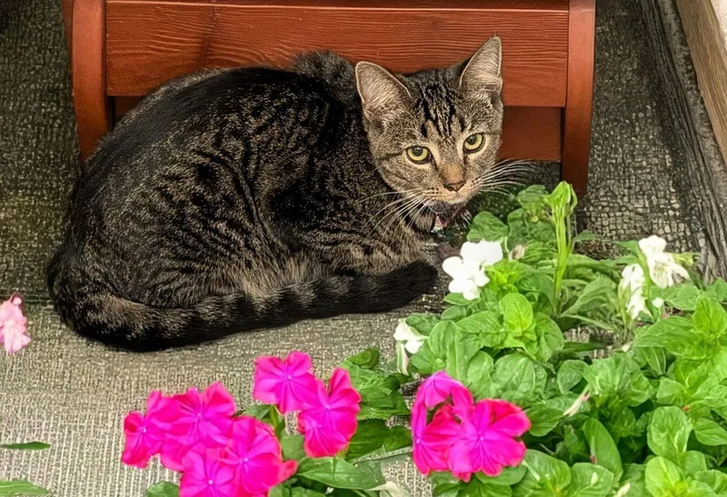 Shalimar thumbnail 2