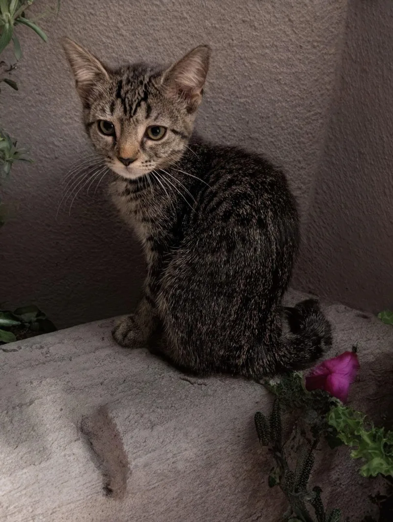 Shalimar thumbnail 3