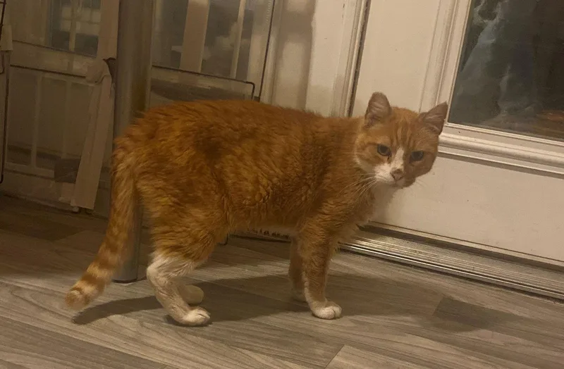 Hank The Tank thumbnail 2