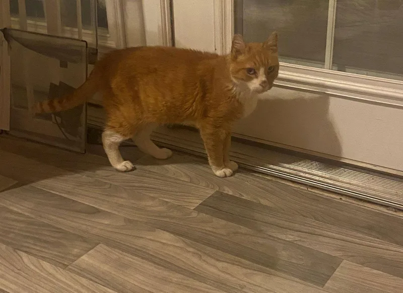 Hank The Tank thumbnail 3