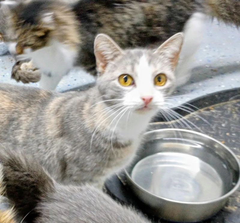 Jelly Bean thumbnail 2