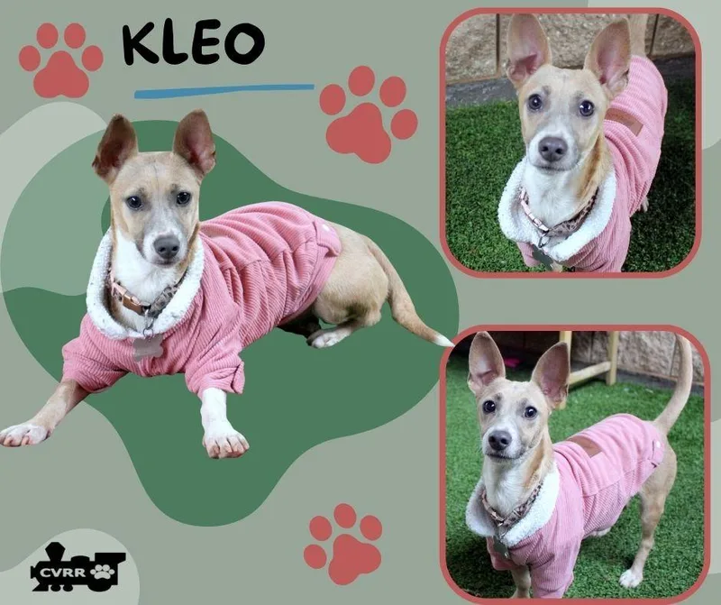 Kleo