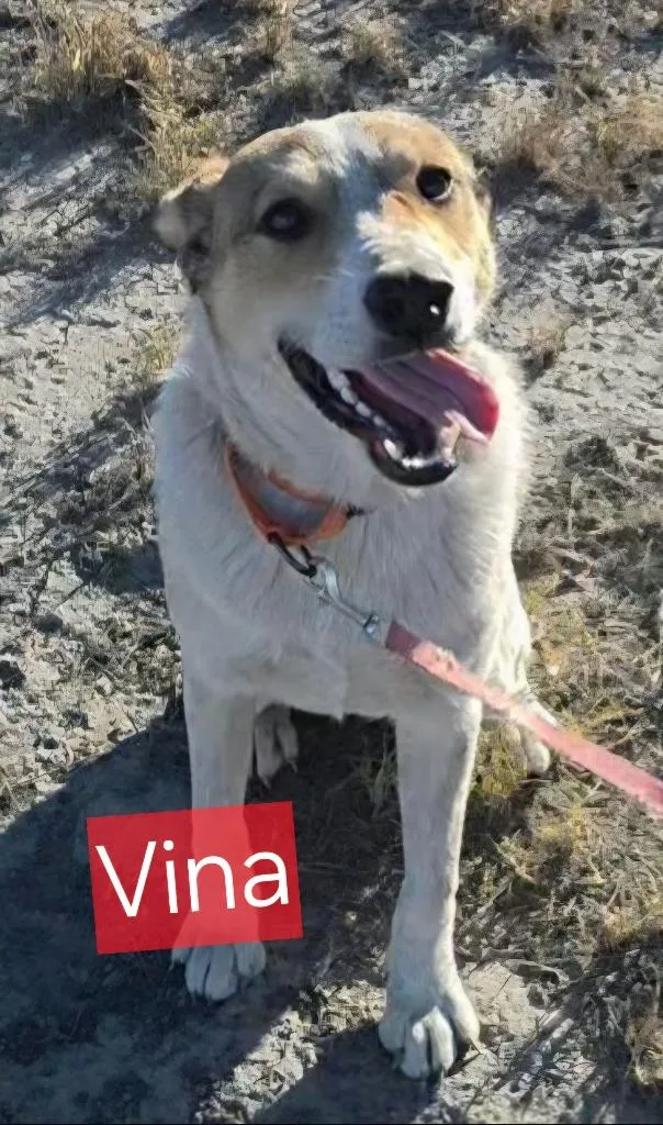 Vina