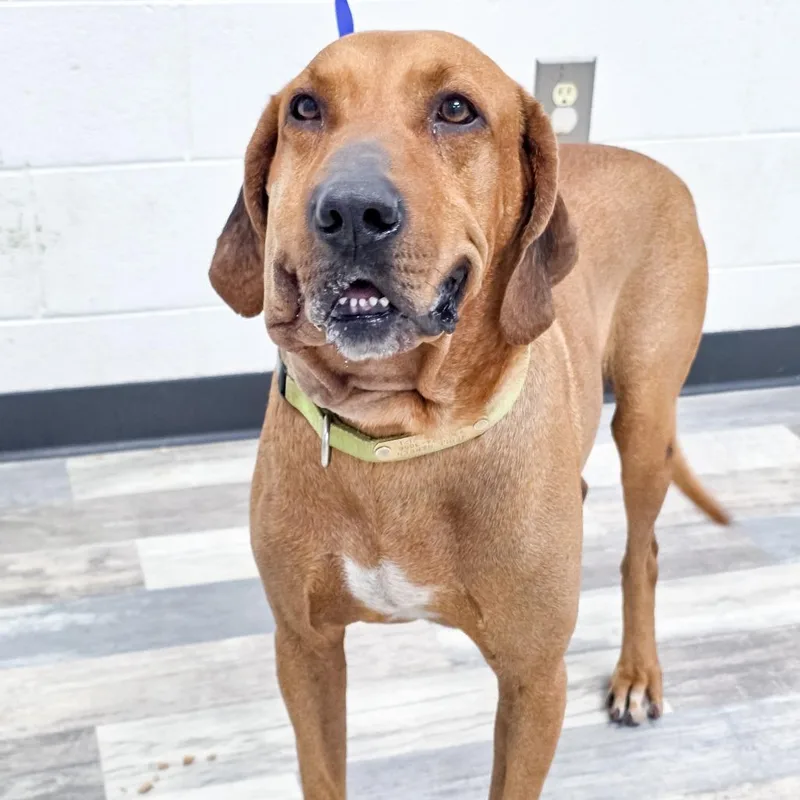 Boudreax thumbnail 2