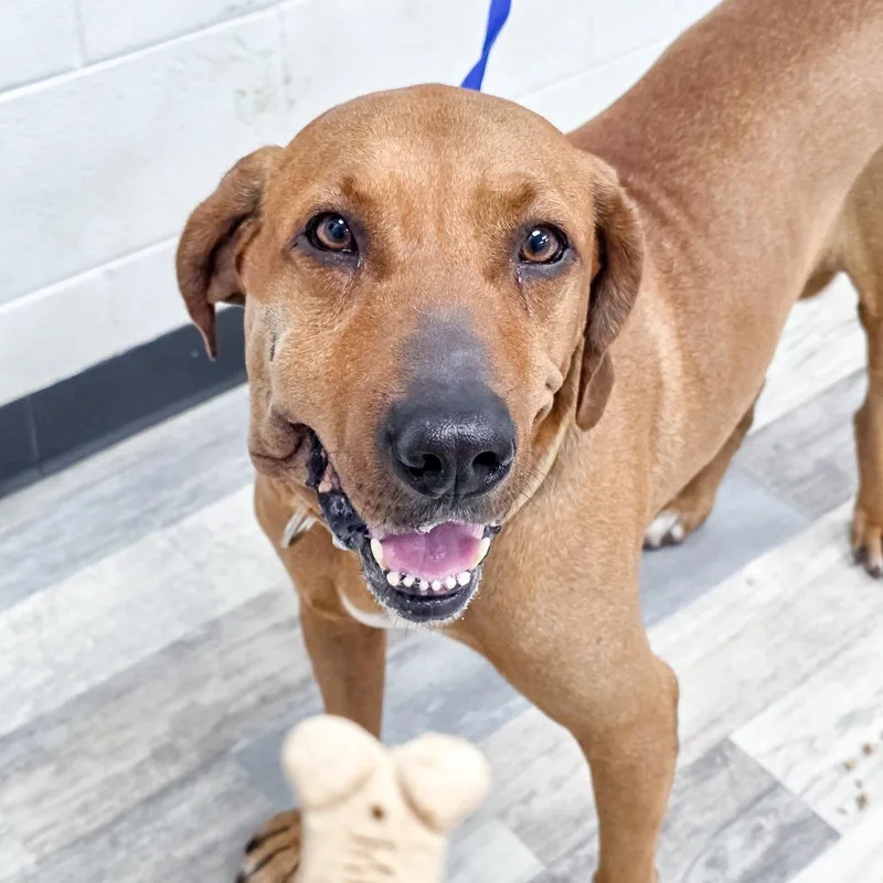 Boudreax thumbnail 3