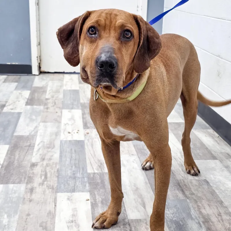 Boudreax thumbnail 4