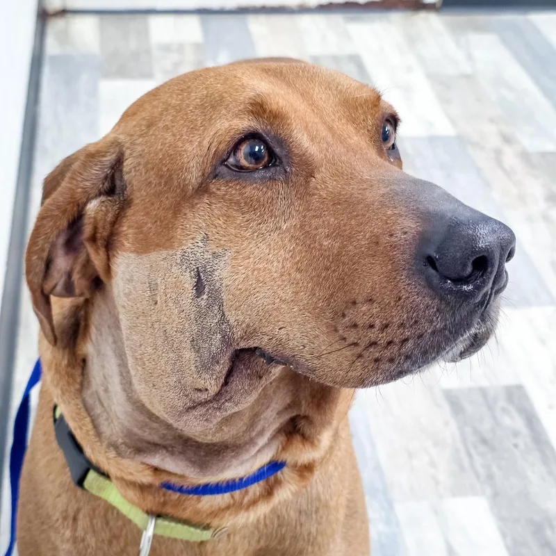 Boudreax thumbnail 5