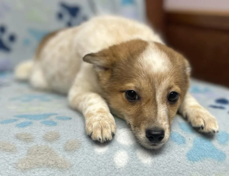 Ginger Spice thumbnail 2