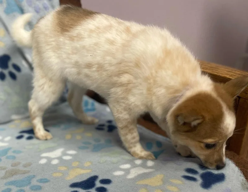 Ginger Spice thumbnail 3