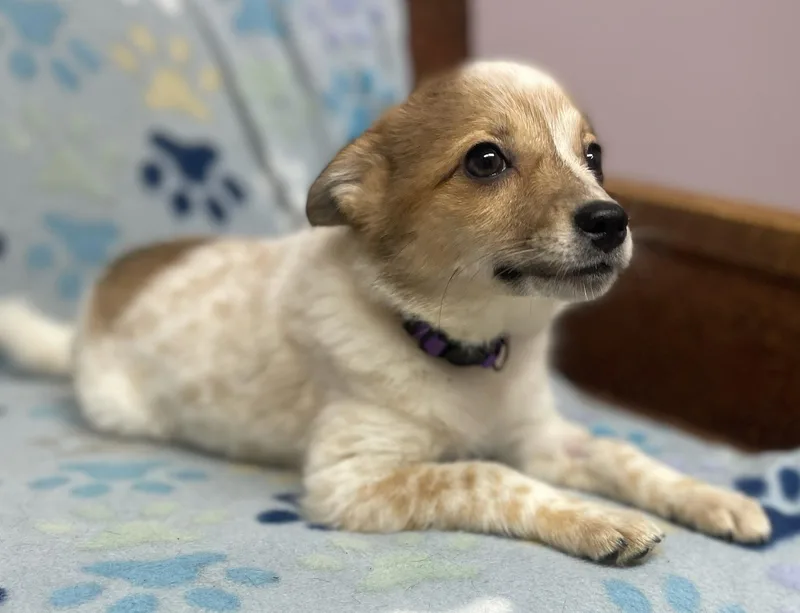 Ginger Spice thumbnail 4