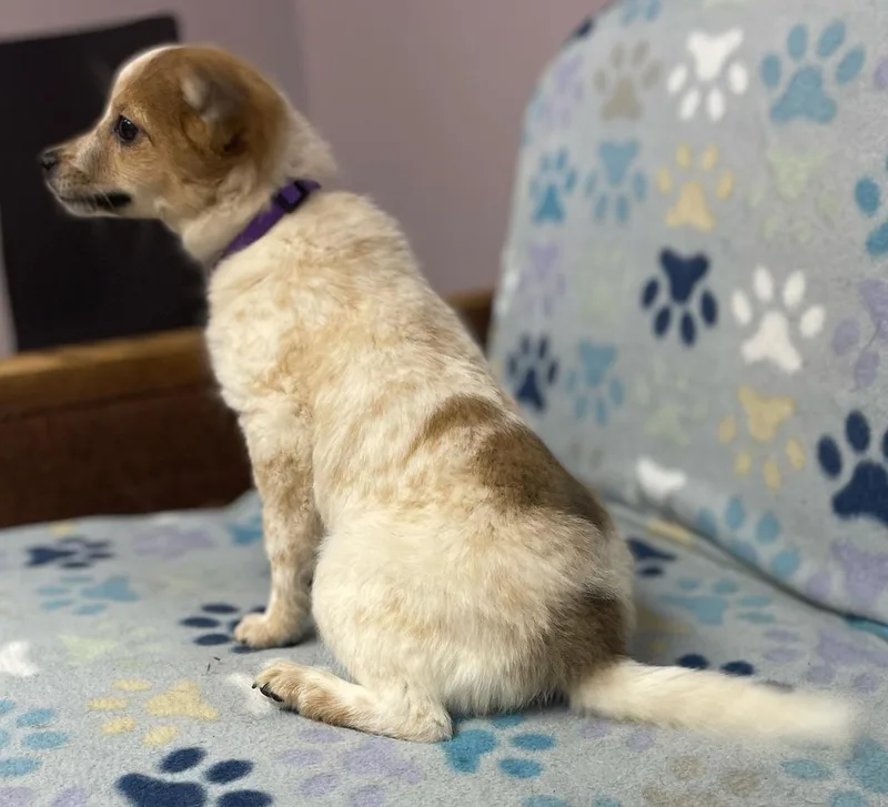 Ginger Spice thumbnail 5