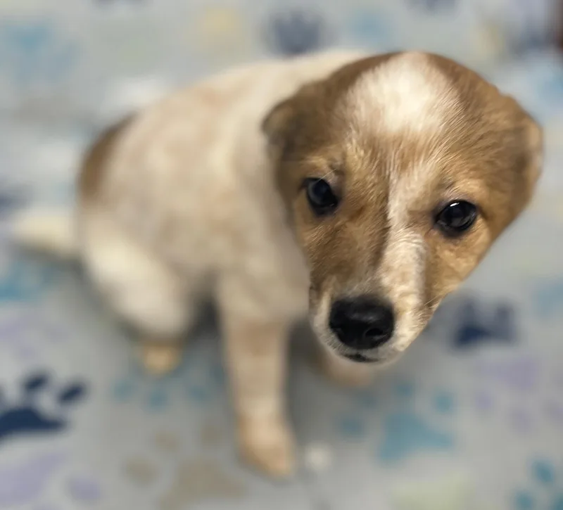 Ginger Spice thumbnail 6