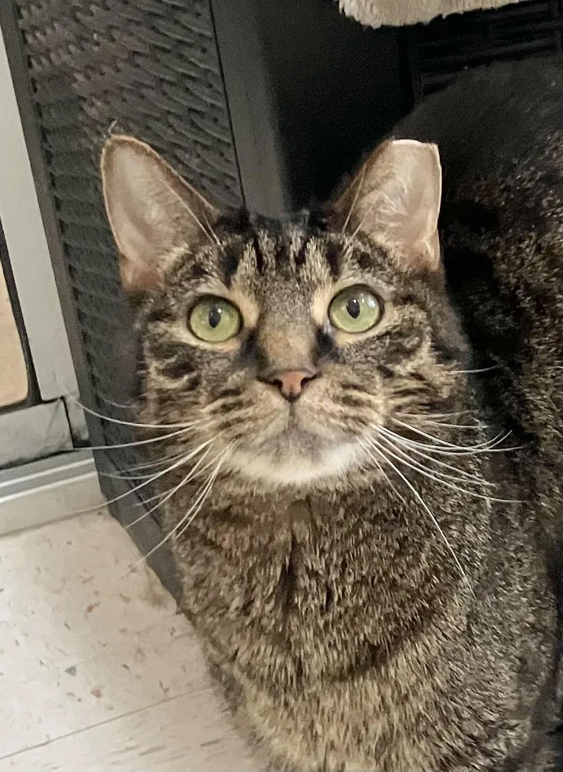 Fibonacci thumbnail 2