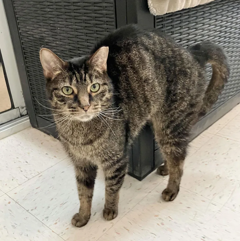 Fibonacci thumbnail 3