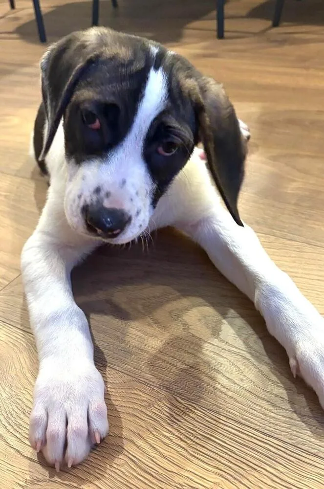 Flower Girls: Poppy thumbnail 2