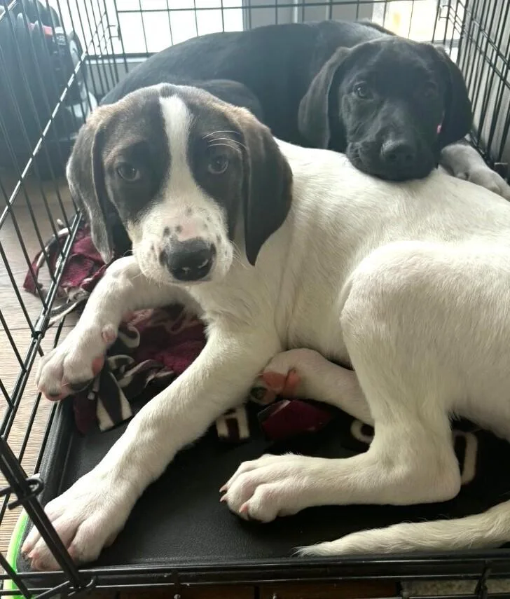 Flower Girls: Poppy thumbnail 3