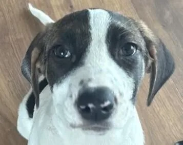 Flower Girls: Poppy thumbnail 4