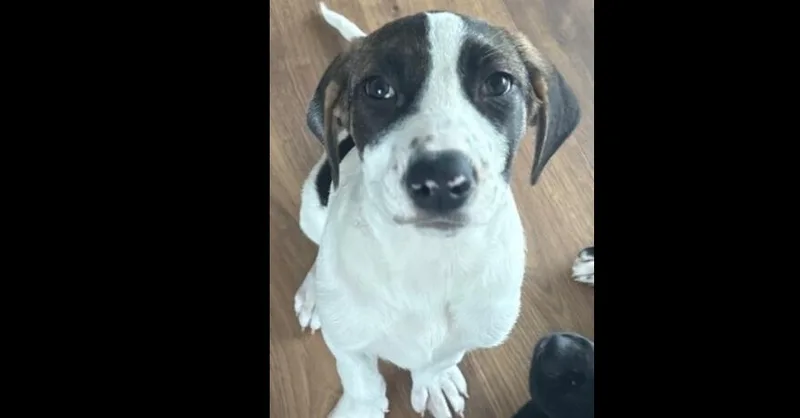 Flower Girls: Poppy thumbnail 5