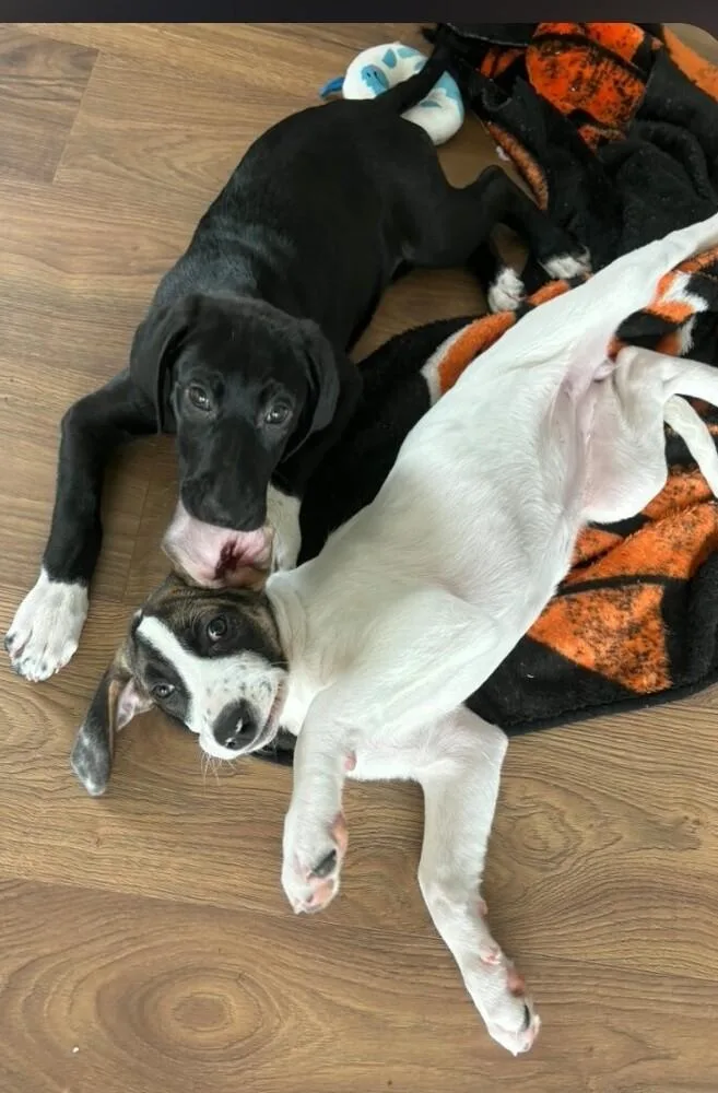 Flower Girls: Poppy thumbnail 6