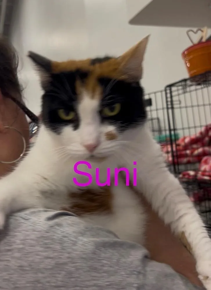 Suni