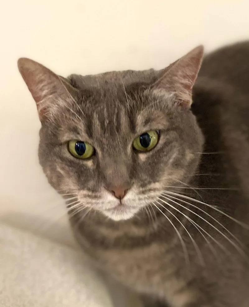 Jumper Jr thumbnail 2