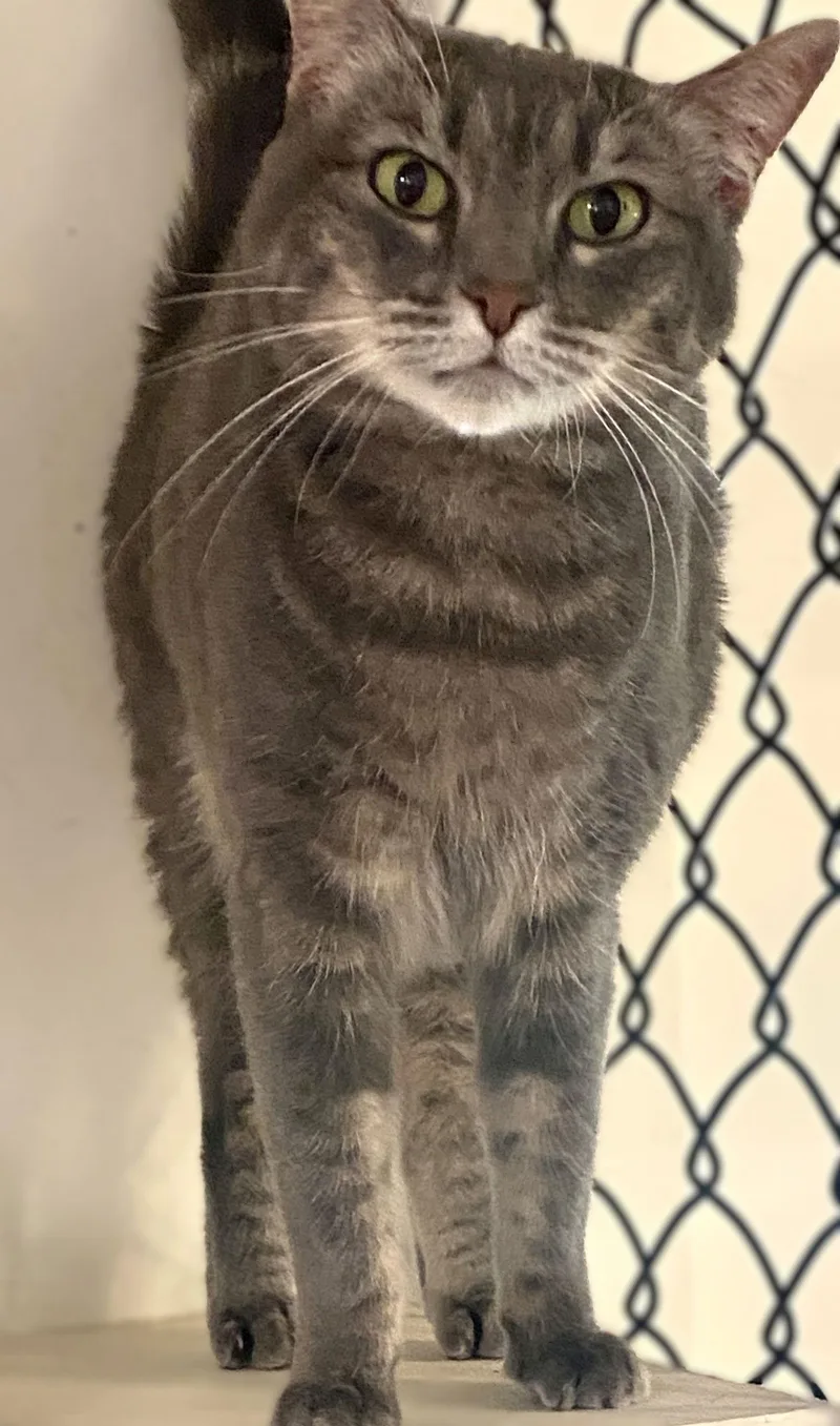 Jumper Jr thumbnail 3