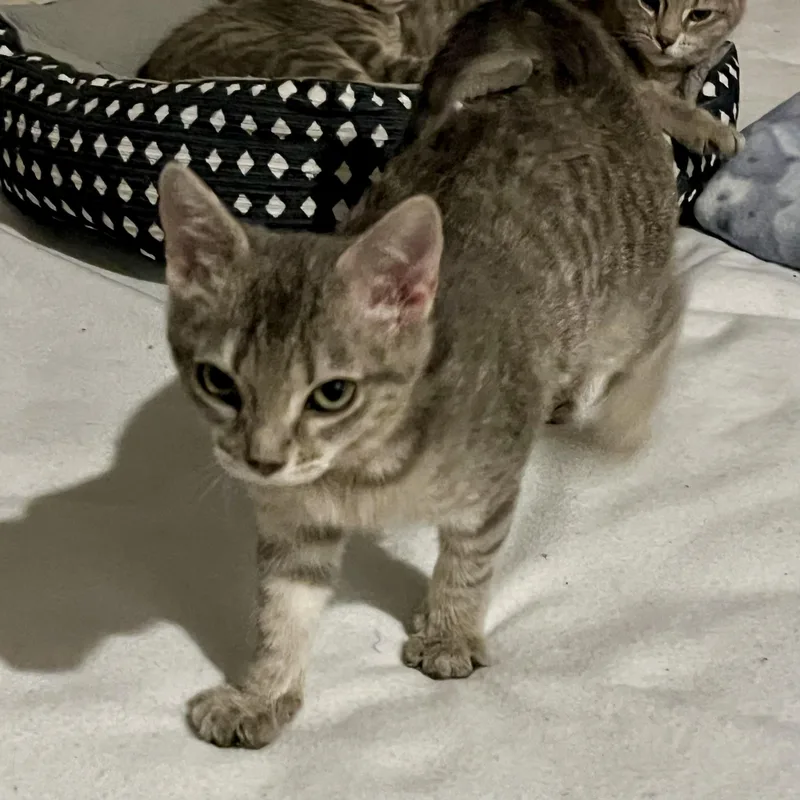 Sunflower thumbnail 2