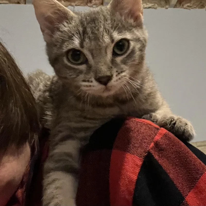 Sunflower thumbnail 3