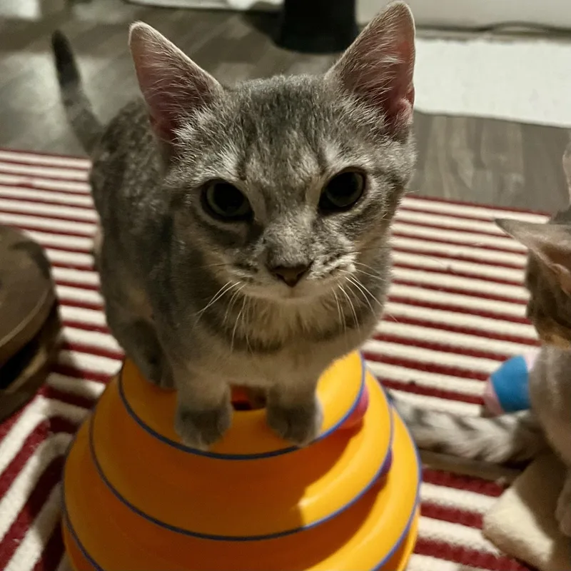 Sunflower thumbnail 4