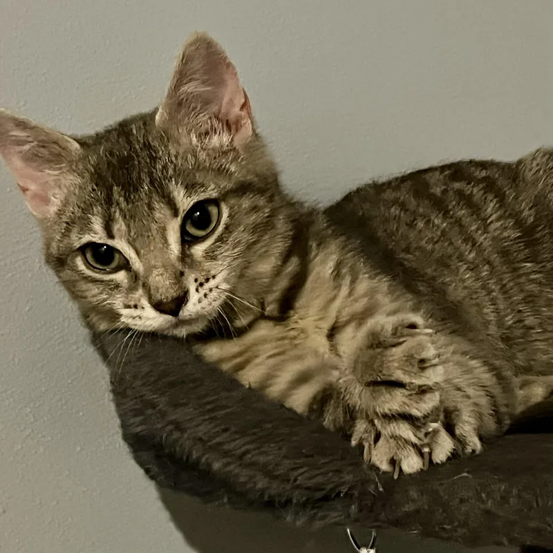 Sunflower thumbnail 5