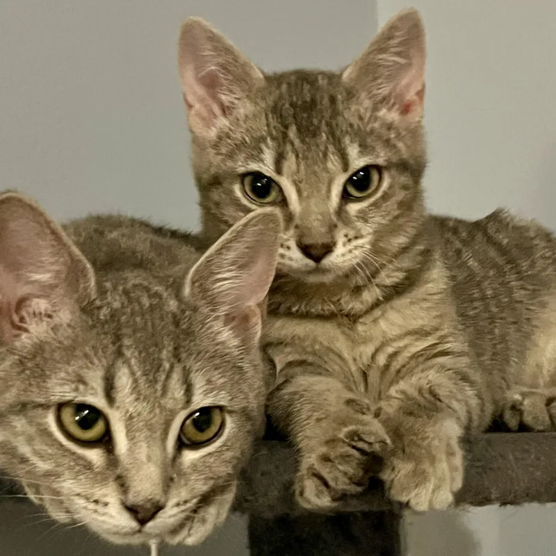 Sunflower thumbnail 6