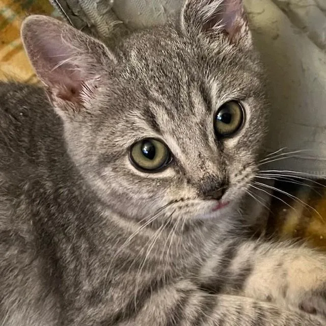 Sweet Pea thumbnail 2