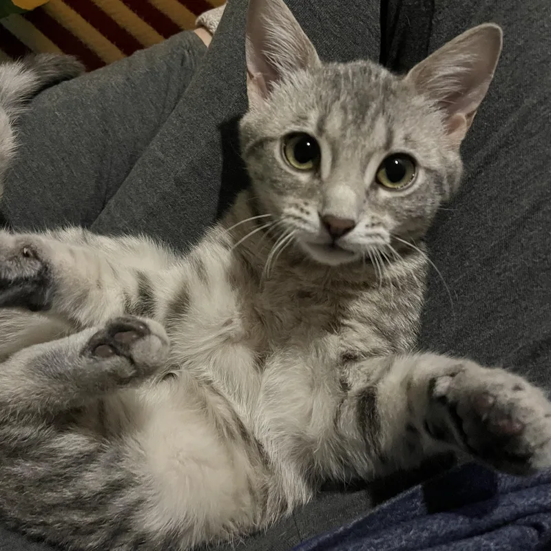 Sweet Pea thumbnail 3