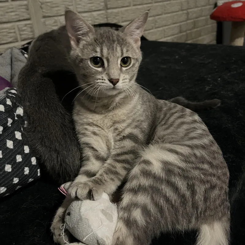 Sweet Pea thumbnail 4