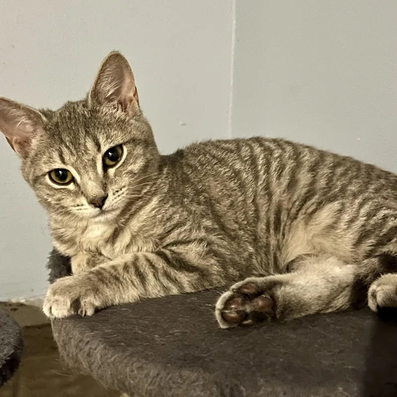 Sweet Pea thumbnail 5