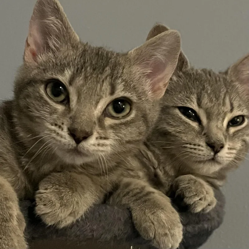 Sweet Pea thumbnail 6