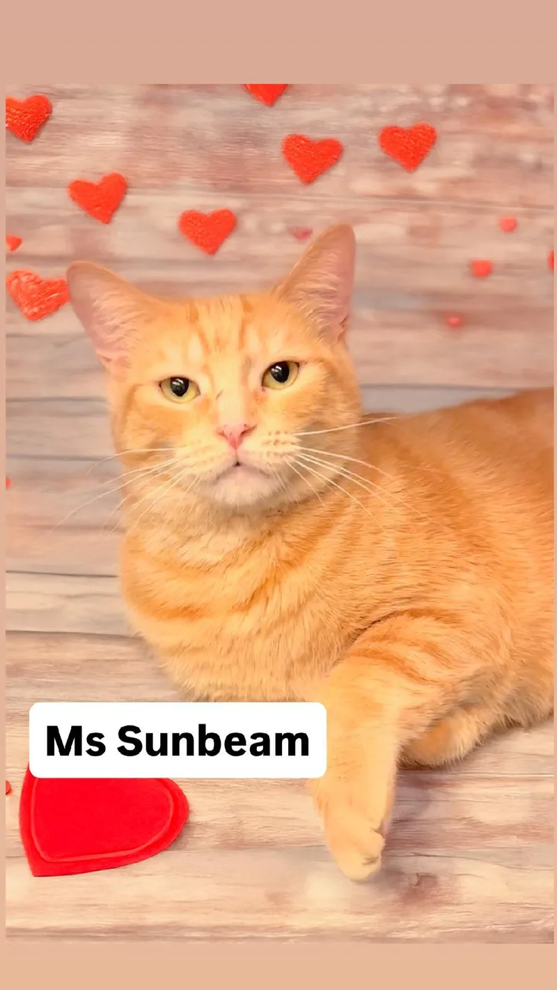 Ms Sunbeam At Martinez
