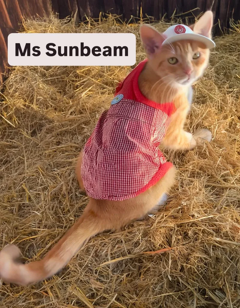 Ms Sunbeam At Martinez thumbnail 2
