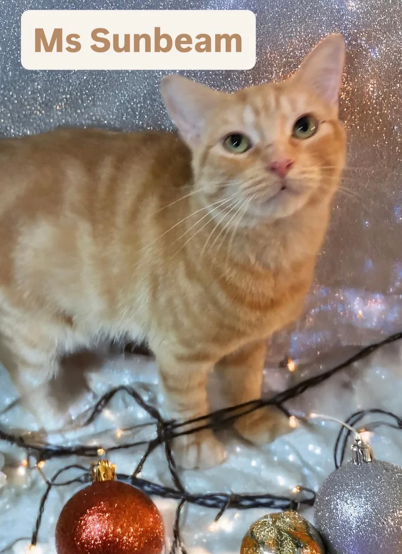 Ms Sunbeam At Martinez thumbnail 3