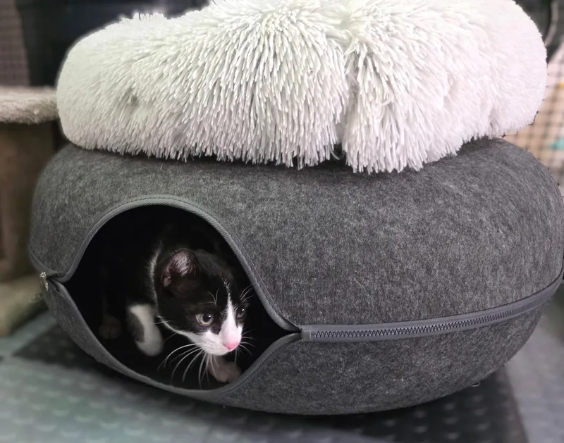 Tiny Tim thumbnail 2