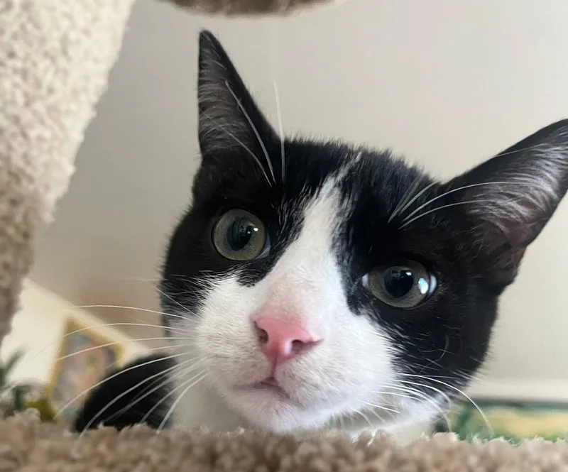 Tiny Tim thumbnail 3