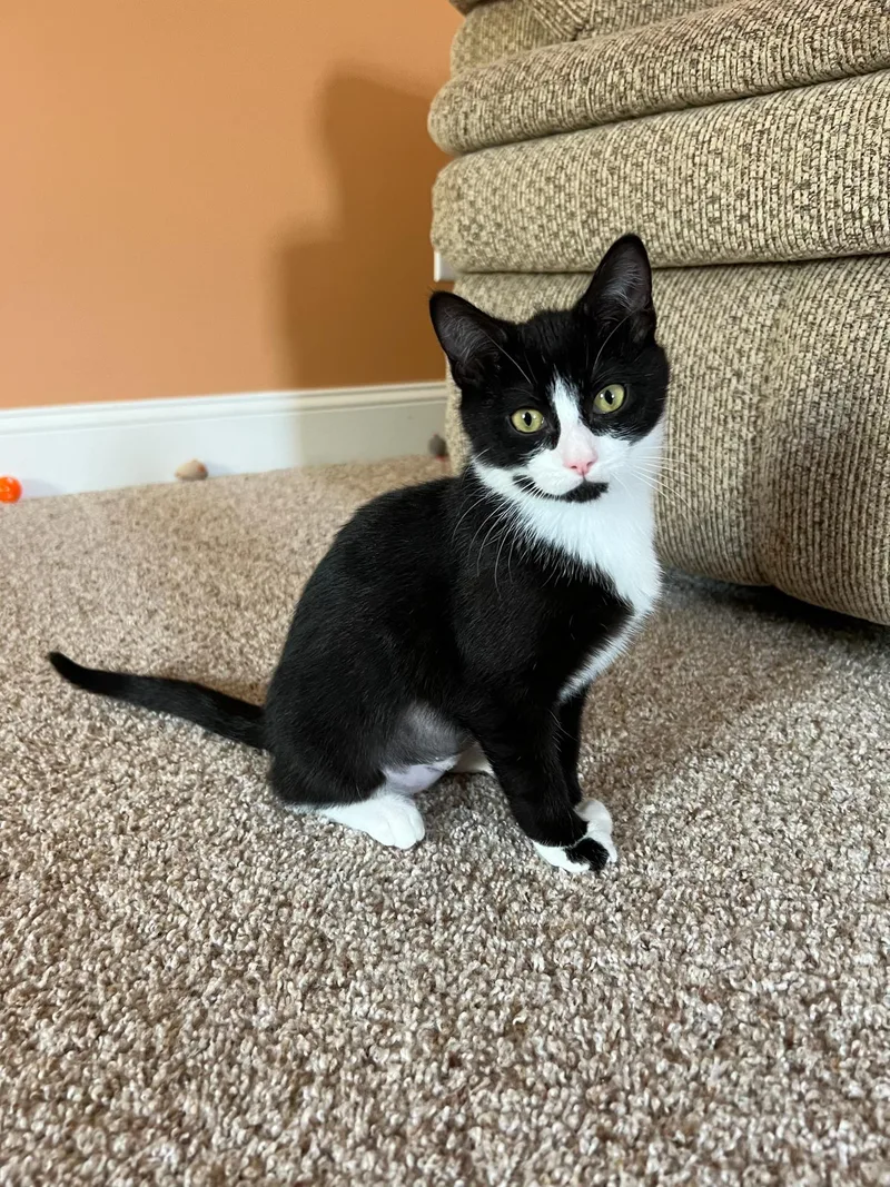 Cheshire thumbnail 2